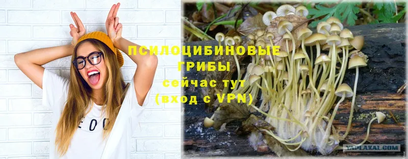 omg как войти  Дмитриев  Псилоцибиновые грибы GOLDEN TEACHER 